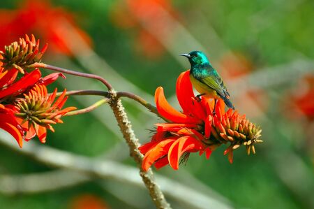 A Bird on a Red Flower Kwazulu Natal South Africaの写真素材