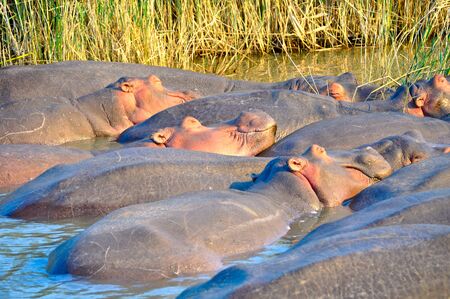 Hippopotamuses Sleeping in the Water Saint Lucia Lake Kwazulu Natal South Africa