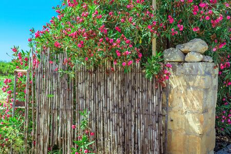 Oleandr around the fence in Maltaの写真素材