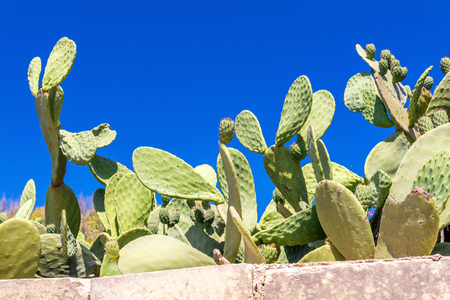 Cactuses behind the fenceの写真素材