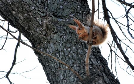 Squirrel sits on a branch of tree and gnaws nut on the sky background. Red squirrel eat the nut on a...