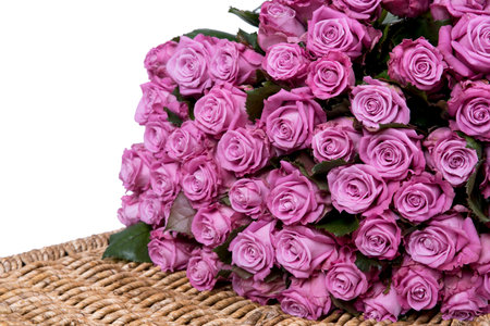 pink rosesの写真素材