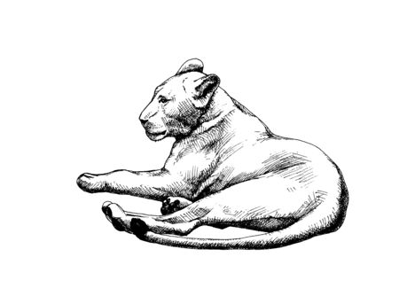 Lioness vector isolated graphic sketch hatched blackのイラスト素材