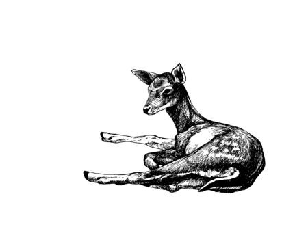 Fallow deer fawn lyingのイラスト素材