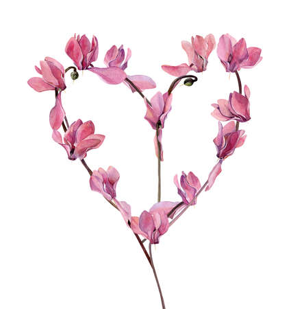 Watercolor heart of pink cyclamen flowers on a white backgroundの写真素材