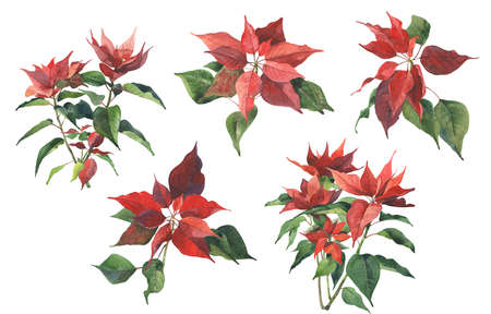Watercolor set of Christmas rose plant on white backgroundの写真素材