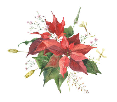 Watercolor bouquet of Christmas roses on a white backgroundの写真素材