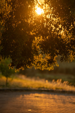 serene riverside with shimmering reflections, calm riverside landscape illuminated by gentle sunlightの写真素材