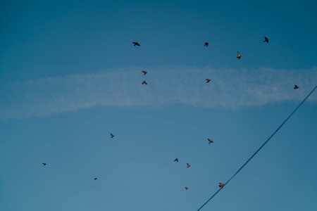 dark silhouettes drift across blue sky, parma evening hosts flock with contrails and delicate wires