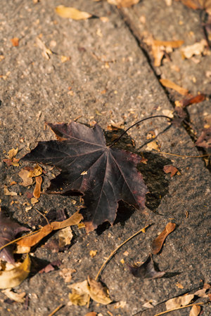 autumn leaves decay, changing season reflected in urban environment with leaf litter and worn...