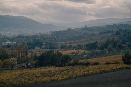 quiet countryside with lush vineyards, peaceful landscape featuring rolling hills and vineyardsの写真素材