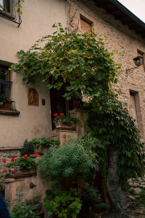 stone wall scene, vinecovered stone exterior with plants, aged brick wall with lush green ivy and...