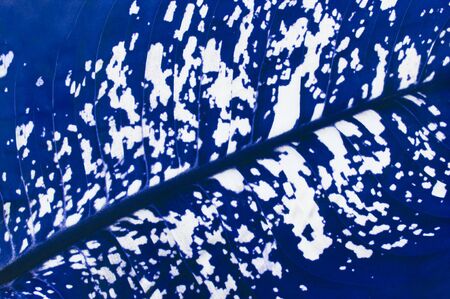 The tropical leaves of Dieffenbachia are torinated in classic blue. Leaf of an exotic plant with...