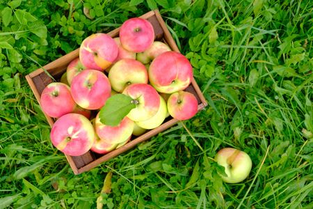 harvest of ripe apples in a wooden boxの写真素材