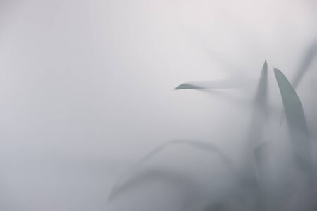abstract blurred background of shadow from the leaves on the wallの写真素材