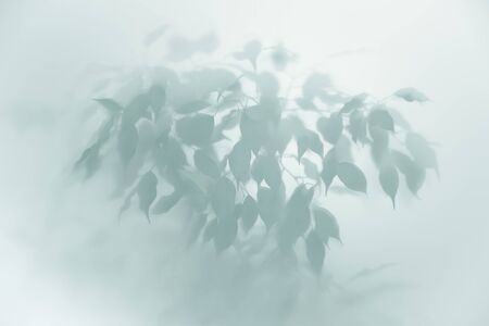 abstract blurred background of shadow from the leaves on the wall