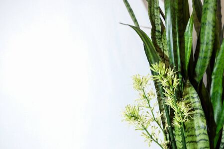 Blooming modern houseplant sansevieria, Snake Plant, Viper's Bowstring Hemp, Mother-in-Law's Tongue against a white wall. Bright green leaves on the right and place for text.の写真素材