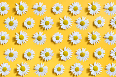 Pattern with flowers of white medicinal chamomile on a yellow background. Traditional medicine, preparation of herbal tea.の写真素材
