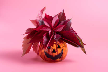Glass vase in the shape of a pumpkin with a terrible face with red autumn leaves on a pink background. Jacks Lantern traditional Halloween decorationsの写真素材
