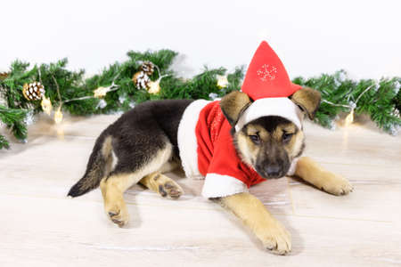 cute shepherd puppy dressed as Santa Claus is sleeping near the Christmas tree. Christmas night in anticipation of gifts. Festive decorations and fairlights.の写真素材