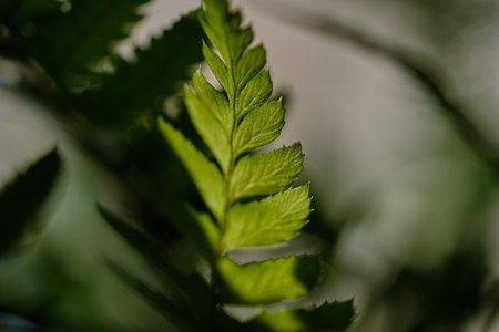 Green houseplant Leaves. Blurred Natural Background or wallpaperの写真素材