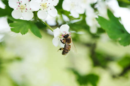 Close-up white flowers and green leaves. Natural background bannerの写真素材