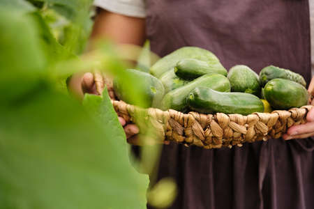 Freshly picked harvest of young cucumbers in a wicker basket in the hands of a woman. Growing natural and healthy vegetables. Country life. Healthy lifestyle.の写真素材