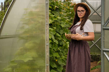 Young woman harvests cucumbers in a greenhouse. Healthy lifestyle. Growing healthy vegetables. Agriculture. Village lifeの写真素材