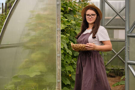Young woman harvests cucumbers in a greenhouse. Healthy lifestyle. Growing healthy vegetables. Agriculture. Village lifeの写真素材