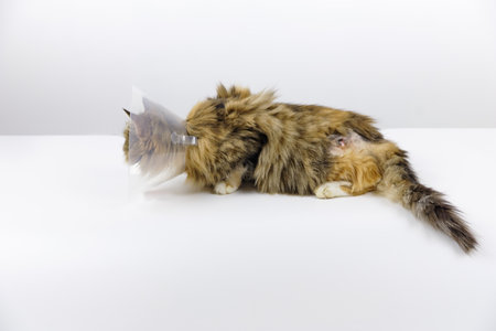 Tricolor cat on veterinary table Veterinary cone is worn on the cats head Cat with purulent wound on its side Surgical operation of animal Illustration of article on purulent asbestosisの写真素材