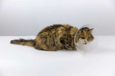 Tricolor cat on veterinary table Veterinary cone is worn on the cats head Cat with purulent wound on its side Surgical operation of animal Illustration of article on purulent asbestosisの写真素材