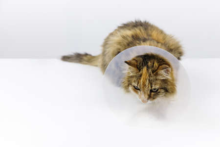 Tricolor cat on veterinary table Veterinary cone is worn on the cats head Cat with purulent wound on its side Surgical operation of animal Illustration of article on purulent asbestosisの写真素材