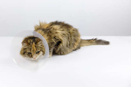 Tricolor cat on veterinary table Veterinary cone is worn on the cats head Cat with purulent wound on its side Surgical operation of animal Illustration of article on purulent asbestosisの写真素材