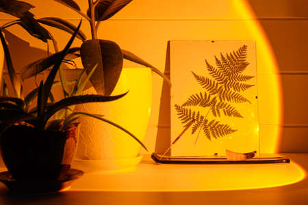 The composition in the interior is a picture with a fern leaf, ficus and aloe lit by a sunset orange lampの写真素材