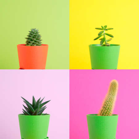 a collage of four images of succulents and cacti against a bright colorful wallの写真素材