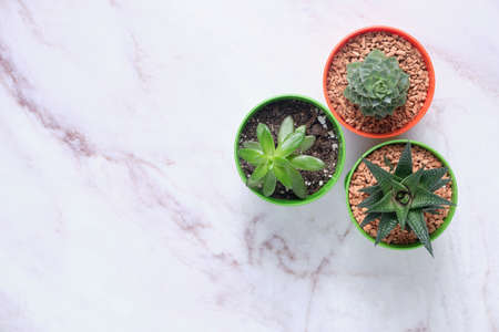 Indoor plants on the table. The concept of biophilia in the interior. Top view of bright planters with succulentsの写真素材