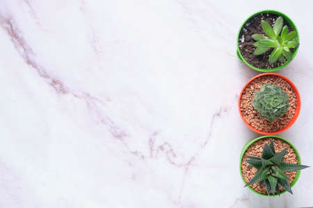 Indoor plants on the table. The concept of biophilia in the interior. Top view of bright planters with succulentsの写真素材