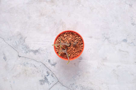 Indoor plants on the table. The concept of biophilia in the interior. Top view of bright planters with succulentsの写真素材