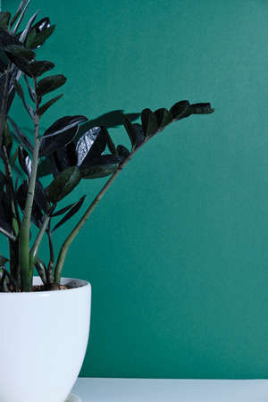 Black zamiokulkas on a white table against a grin wall. Biophilic cute Scandinavian interior designの写真素材