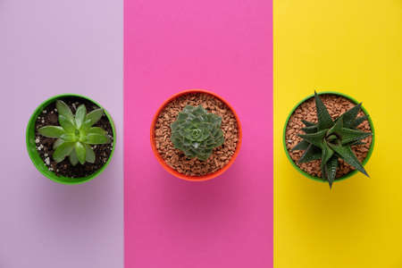 Indoor plants on the background of a bright wall. The concept of biophilia in the interior. Succulents in pots on a colored background with copyspaceの写真素材