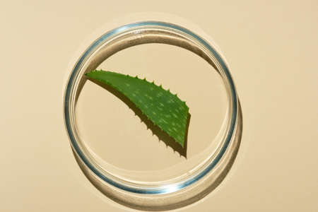 A petri dish on a beige background with samples of a skin care product. Aloe leaf. Natural care cosmetics.の写真素材
