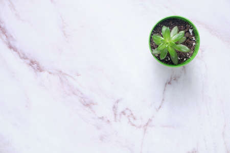 Indoor plant on the table. The concept of biophilia in the interior. Top view of bright planter with succulentの写真素材