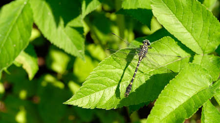 Banner. Closeup of a large dragonfly. Insect on a bright leaf of goutweed.の写真素材