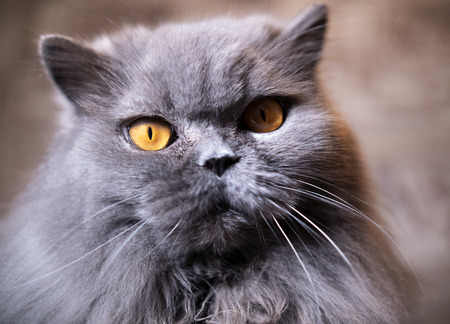 portrait of old british cat with attentive gazeの写真素材
