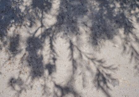 Shadow of a plant on a sunny day on gray asphalt