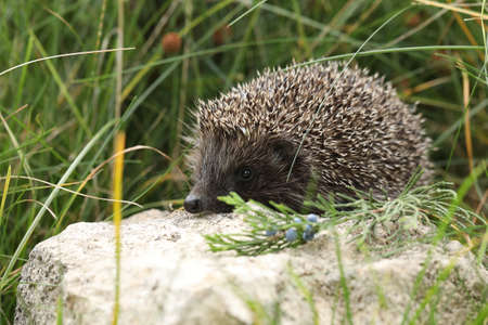 little cute hedgehog in the gardenの写真素材