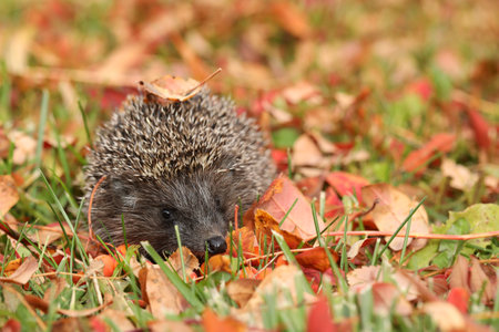 little cute hedgehog in the gardenの写真素材