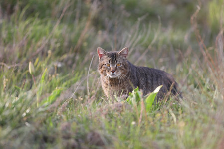 wild cat in the grassの写真素材
