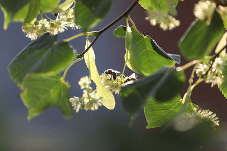 little bee on the linden flowers