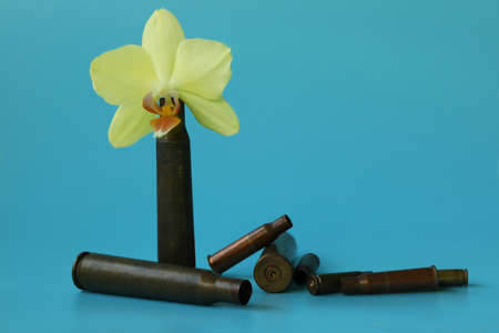 yellow orchid with shells